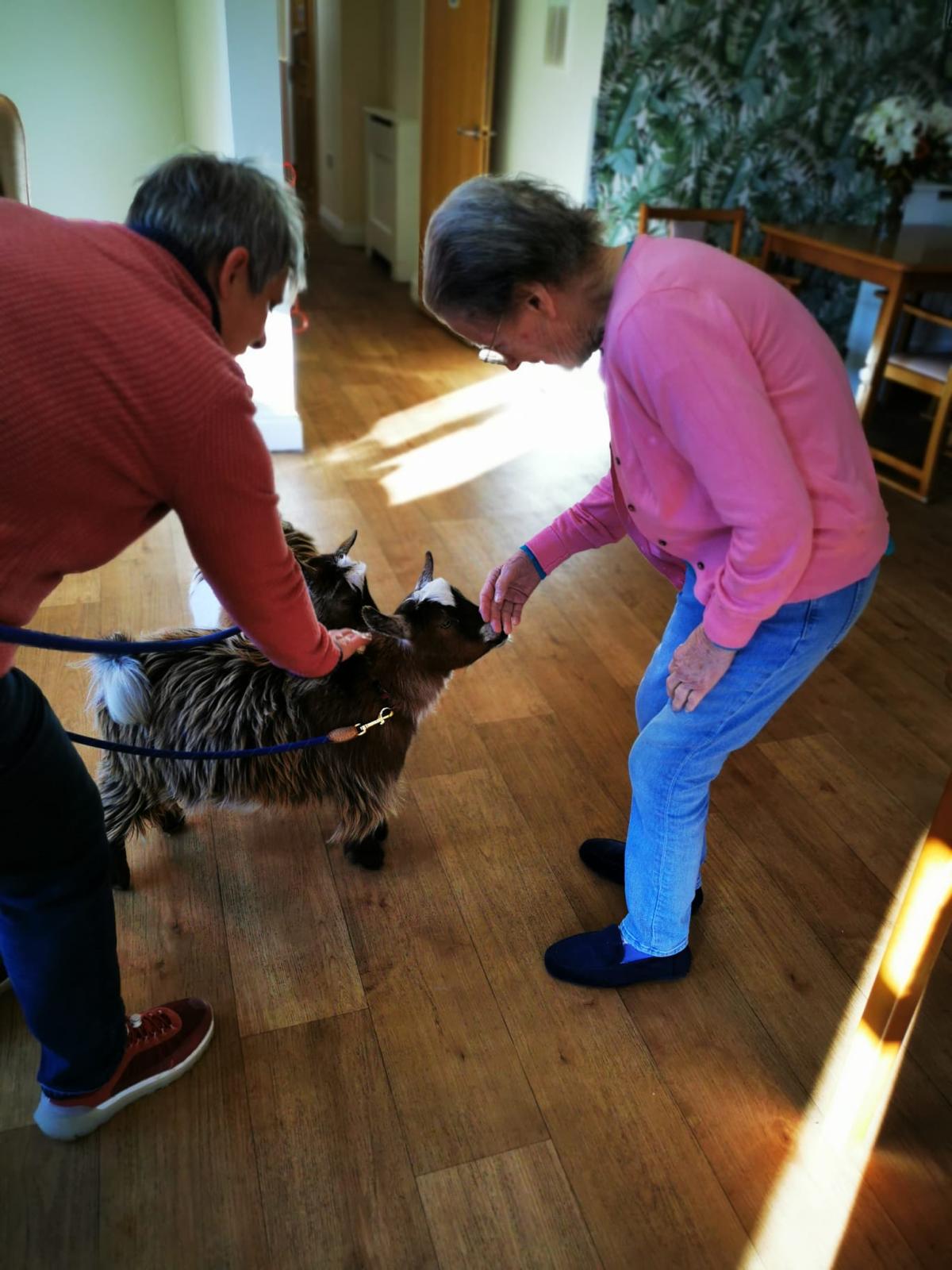 Pygmy Goats Charm Edendale Lodge Care Home During Visit